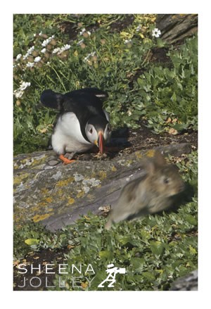 Atlantic Puffins  colonial nesters  burrows   grassy cliffs  Skellig Michael   Kerry coast   Ireland   share  burrows  rabbit   young   naturally inquisitive   curiosty  prey animals  chase  Photograph Run Rabbit.jpg Run Rabbit.jpg Run Rabbit.jpg Run Rabbit.jpg